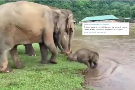 Video grab of elephant taking dip.
(Credit: Twitter)
