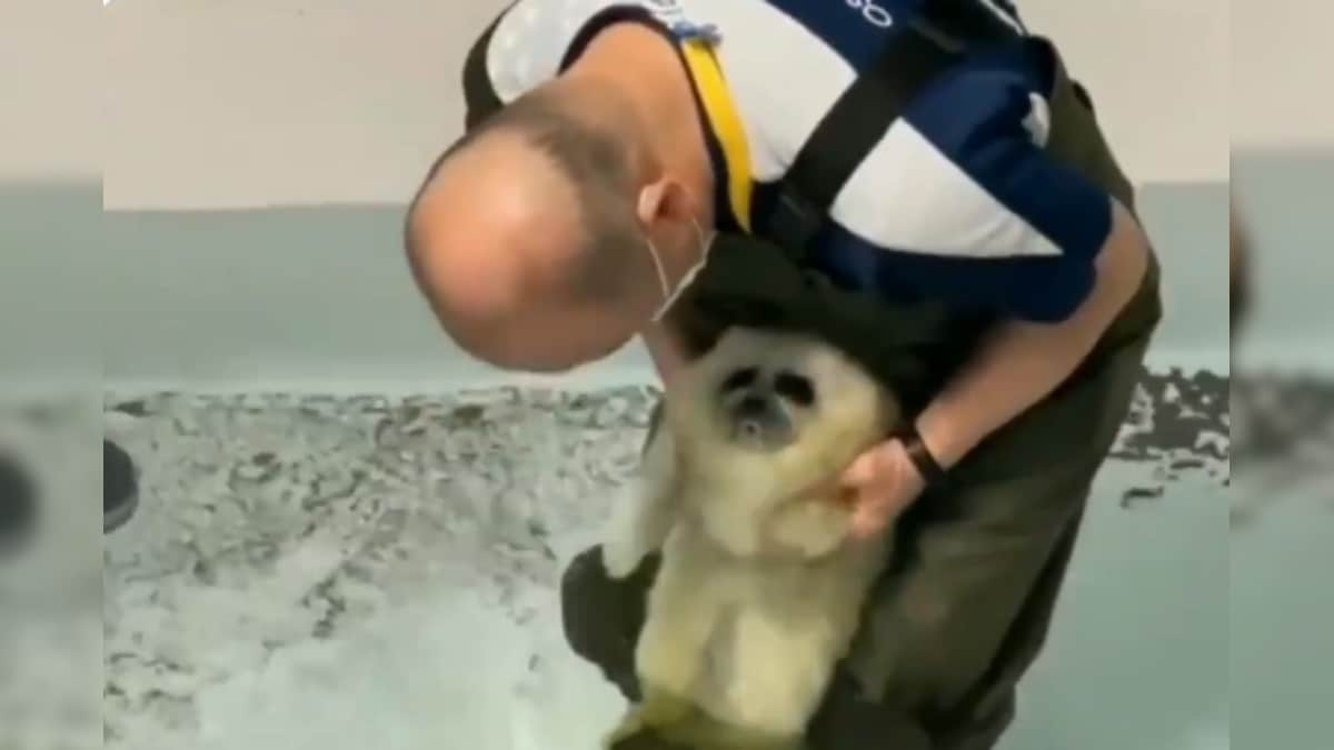 WATCH: Baby Seal's Expression on It First Swim will Warm Your Heart