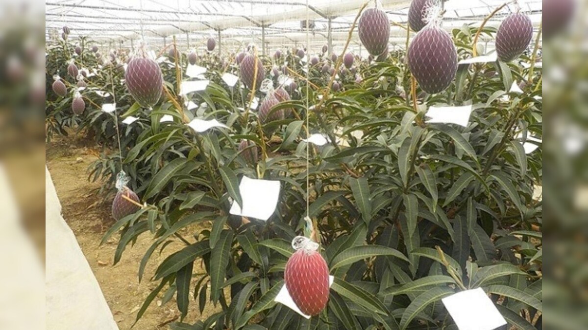 Madhya Pradesh Farmer 'Accidentally' Grew Rare Japanese Mangoes Which