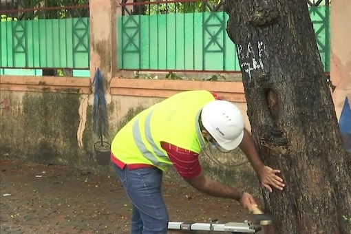 BMC has appointed a tree surgeon to protect vulnerable trees from falling, on a pilot project basis. (Credit: ANI/Twitter)