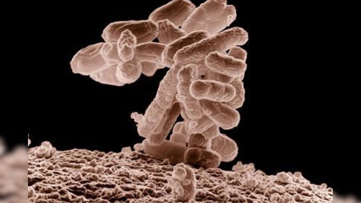 Gut Bacteria in Humans Could Help Fight Covid-19, New Research Reveals