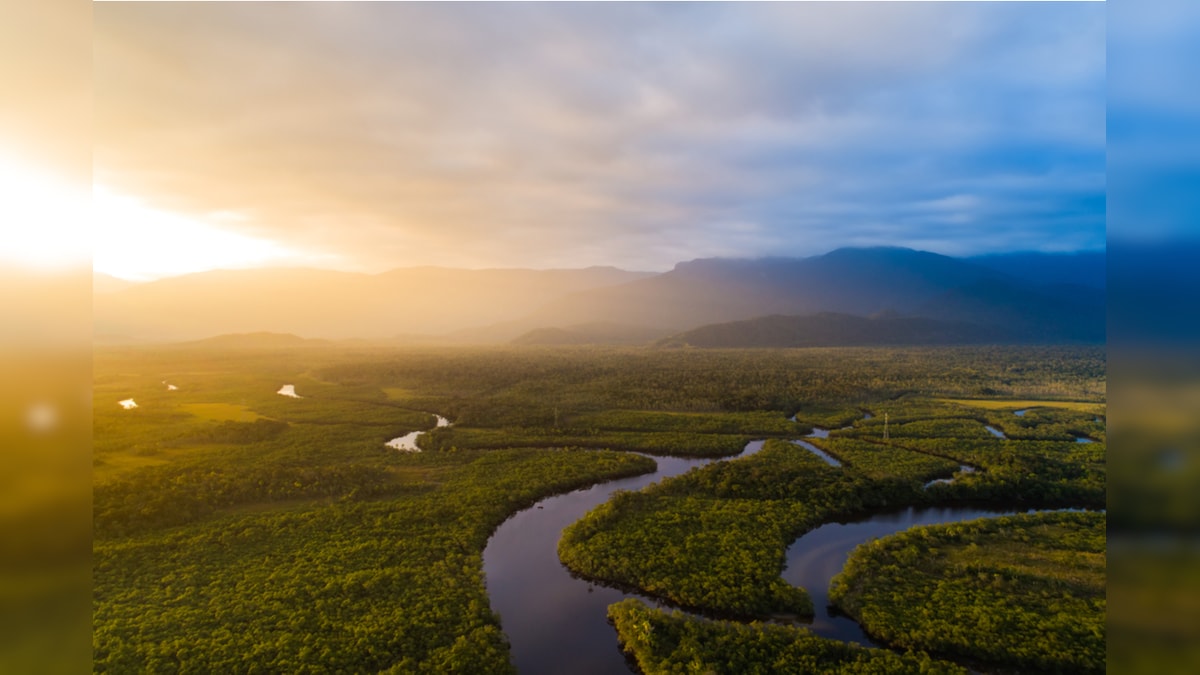 World Rainforest Day 2021: From Amazon to Atlantic, a look at Rainforests Around the World