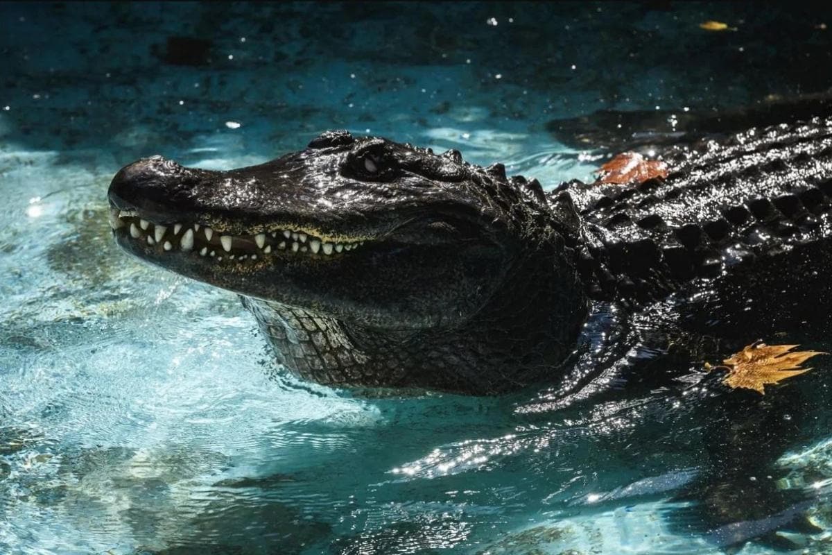 World's Oldest Alligator in Captivity 'Muja' Celebrates 85th Birthday