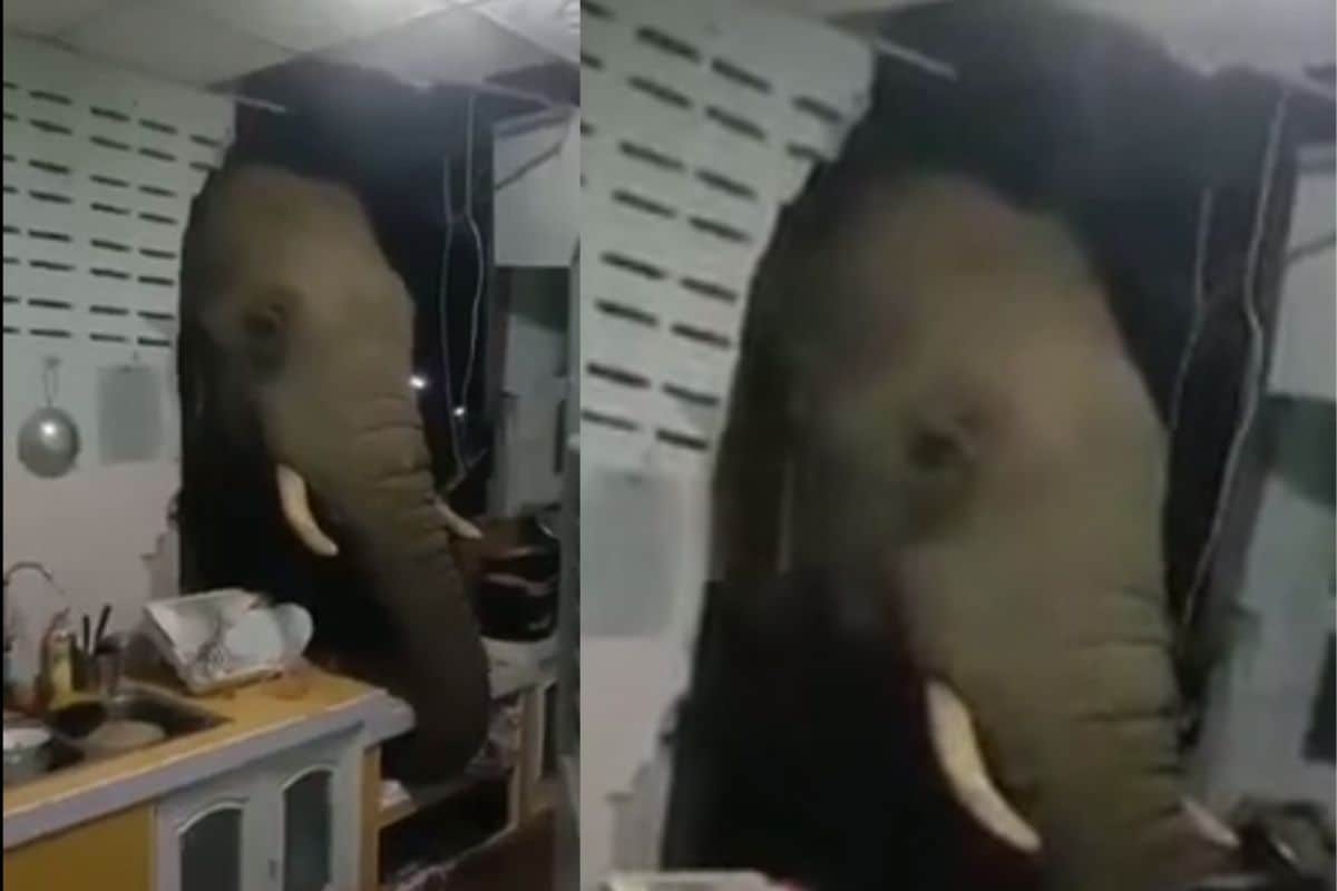 Watch: Hungry Elephant Smashes Kitchen Wall in House to Look for Food in Thailand
