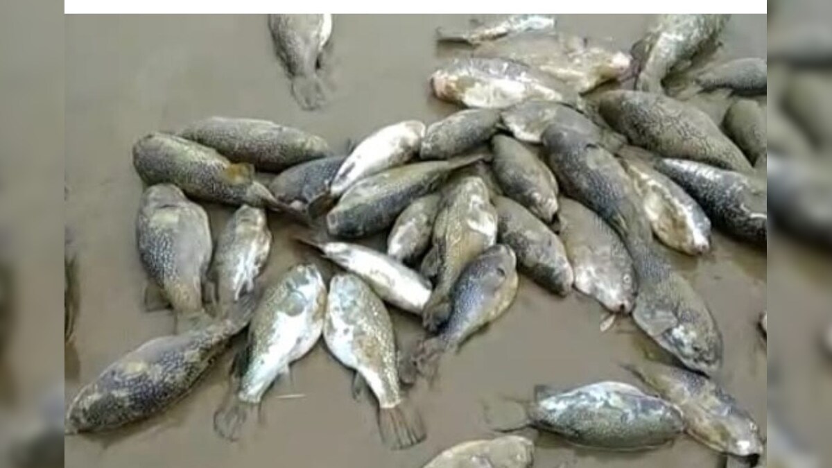 Panic Among Fishermen, Locals as Thousands of Dead Fish Surface on ...