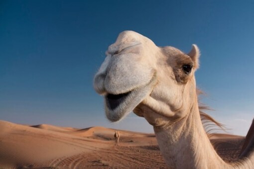How Arabian Camels Stay Hydrated Despite Going Without Water for Weeks