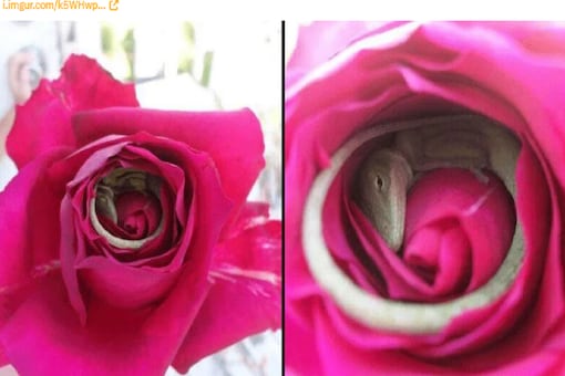 The lizard seemed to be enjoying a very comfortable nap in the bed of roses, literally. (Credit: Cmycherrytree/Imgur image/Reddit)