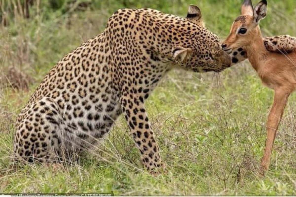 I Need a Laugh': Viral Photo of Cheetah Nuzzling its Prey Has Twitter Hunting for Captions