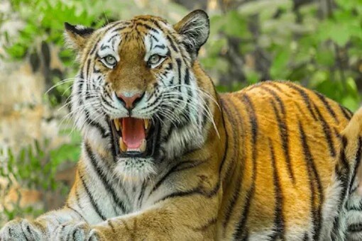 Why Uttarakhand Govt Has Decided to Keep Jim Corbett, Rajaji Tiger Reserve  Open All Year Round