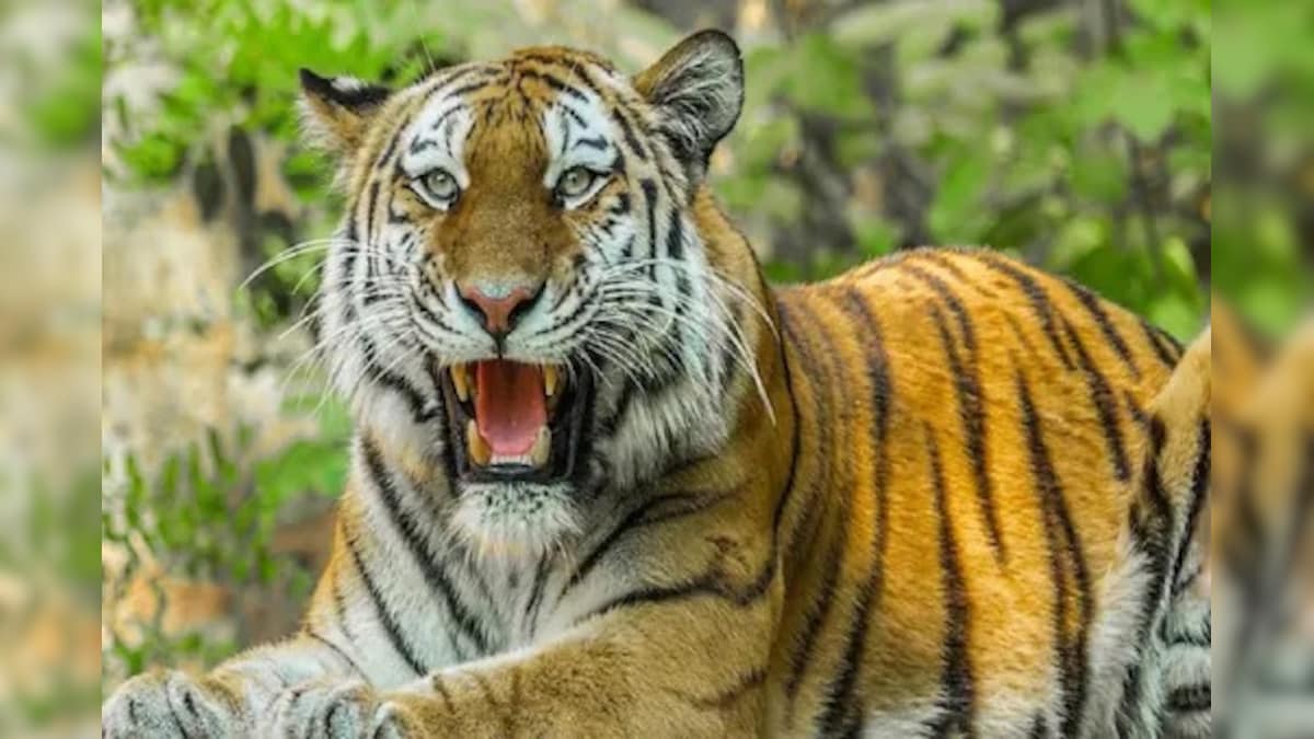 Why Uttarakhand Govt Has Decided to Keep Jim Corbett, Rajaji Tiger Reserve Open All Year Round