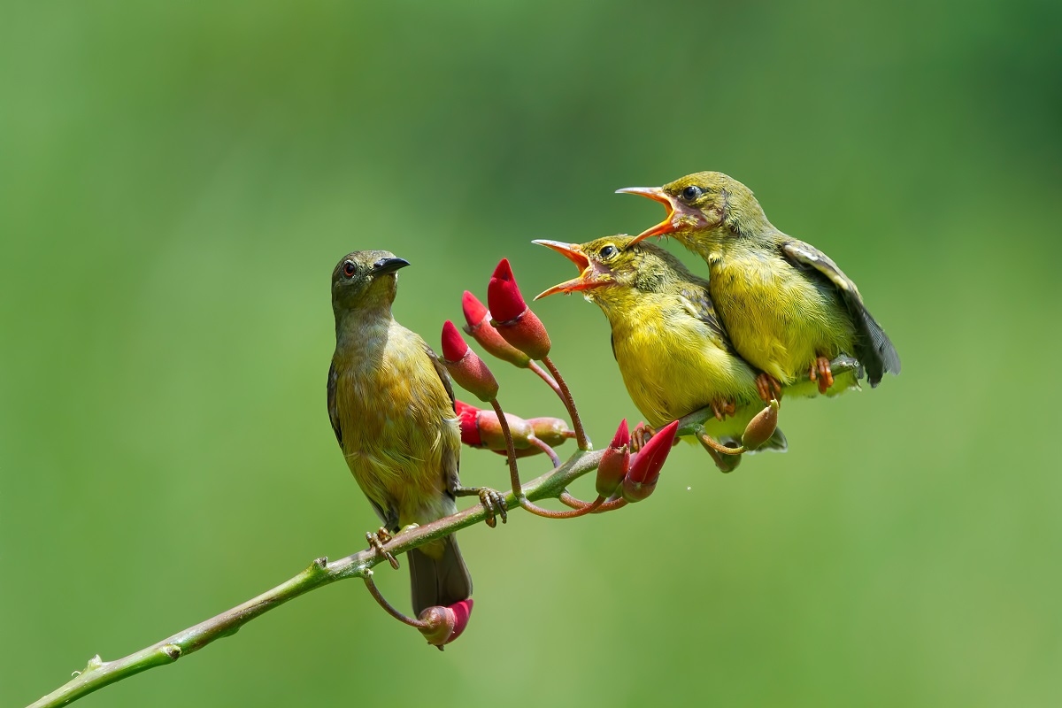 Songbird Phrases Have Several Patterns Similar To That Of Human Speech Finds Study Songbird Phrases Have Several Patterns Similar To That Of Human Speech Finds Study