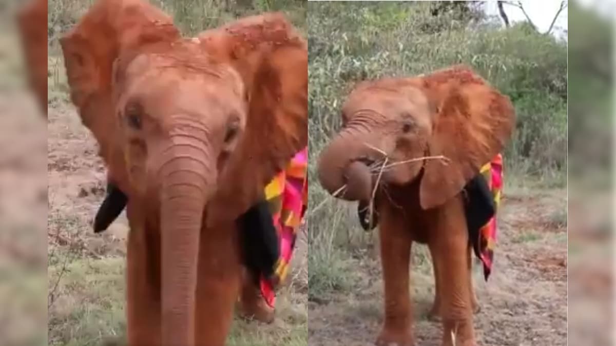 Watch: Baby Jumbo's Cute Antics Wearing a Blanket is the Cutest Thing on the Internet