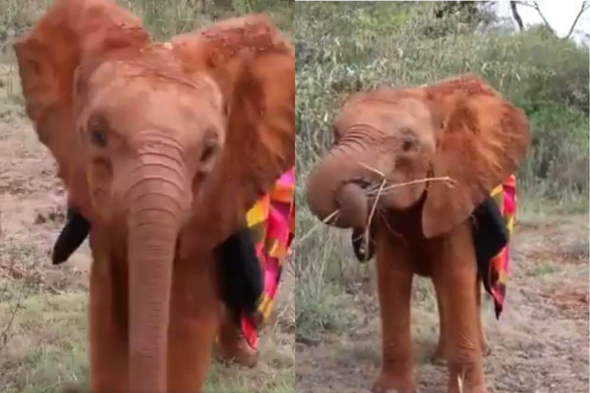 Watch: Baby Jumbo's Cute Antics Wearing a Blanket is the Cutest Thing on the Internet