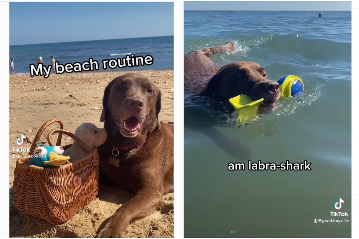 Watch: Dog's Day Out at Beach will Warm Your Heart