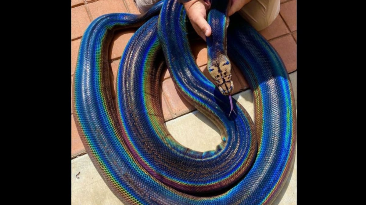 Viral Photo of This Rainbow Snake Will Leave all Reptile
