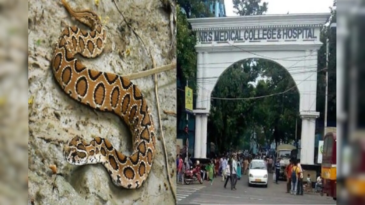 Snake Causes Sleepless Night In Kolkata Hospital