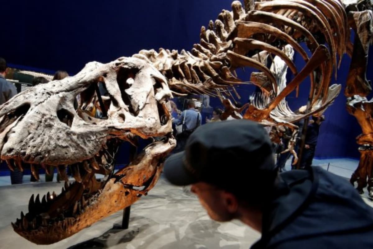 Fossils of Miniature T. Rex Found in Arctic