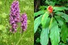 Himachal Advocates Medicinal Plant Cultivation to Meet the Surging Demand for Natural Products