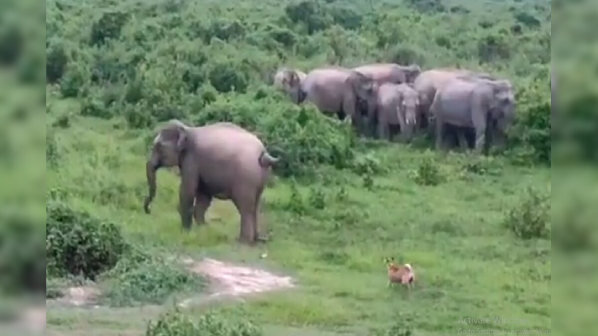 No Backing Down? Man-elephant Conflict in Assam Leads to Colossal Loss of Lives