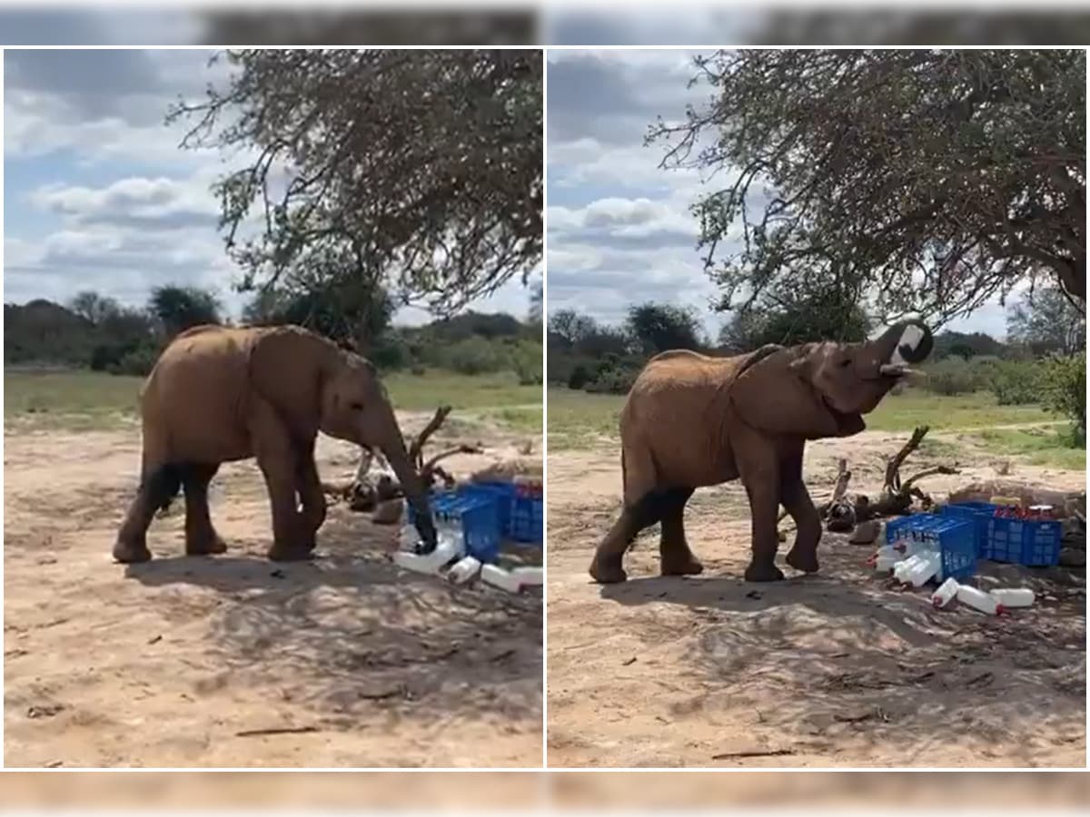 Watch: Mischievous Elephant Stealing Milk from Leftover Bottles is the Cutest Heist Ever