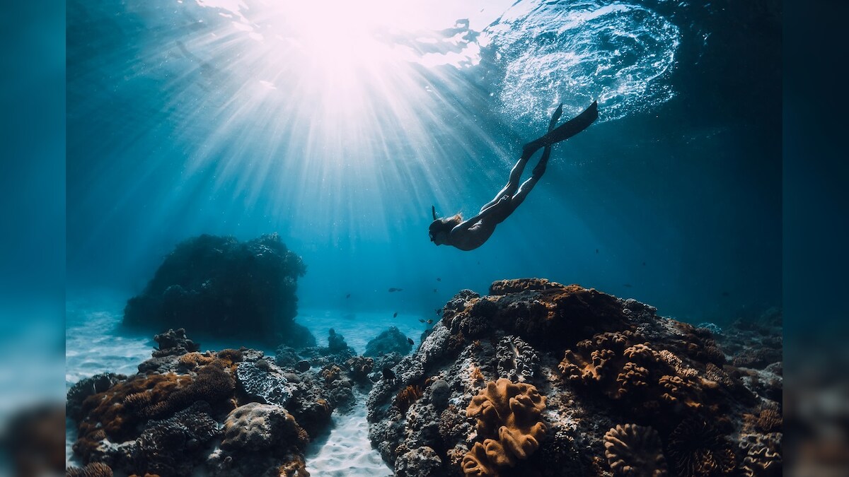 Elite Freedivers Plunging Deep Into Oceans Have Brain Oxygen Levels ...