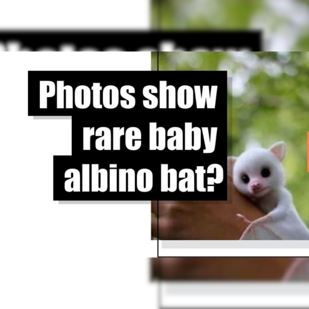 Fact Check: Viral Photos of Cute 'Albino Bat' on Social Media is a Stuffed  Toy
