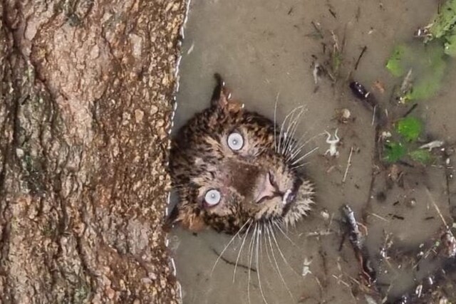 Face of the trapped leopard. (Credit: Twitter)