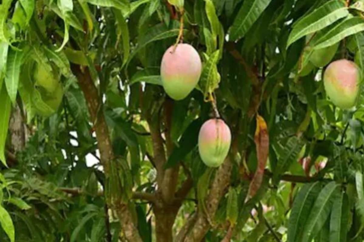 Single Mango Tree Bears 121 Varieties Of Fruit In UP's Saharanpur