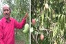 Brothers Grow World's Heaviest Mango 'Amrapuri' Among 50 Varieties in MP Village