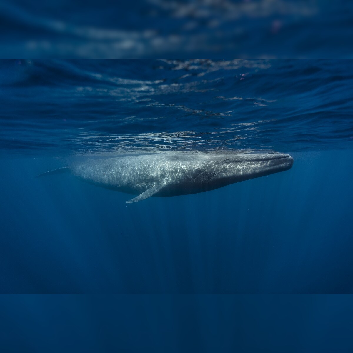 Blue-Whale