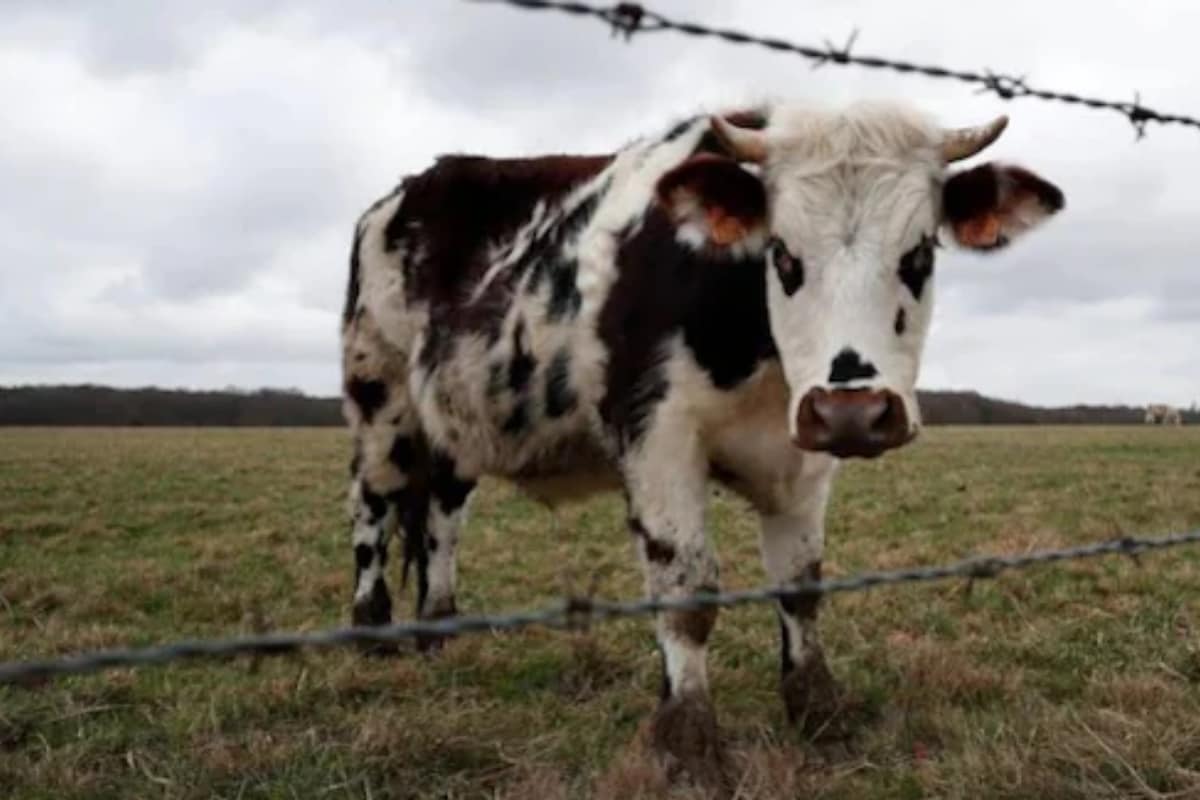 Researchers at the Ernst Federal Livestock Science Center at the Skolkovo Institute of Science and Technology in Moscow produced the first viable clon