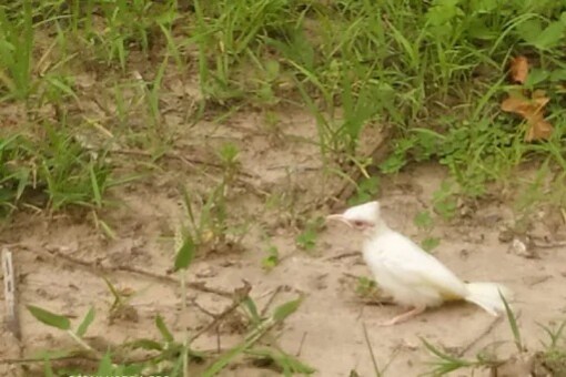Uttarakhand: Rare White Bulbul Spotted In Jim Corbett National Park