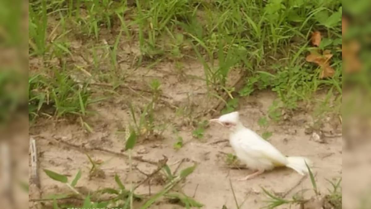 Uttarakhand: Rare White Bulbul Spotted In Jim Corbett National Park