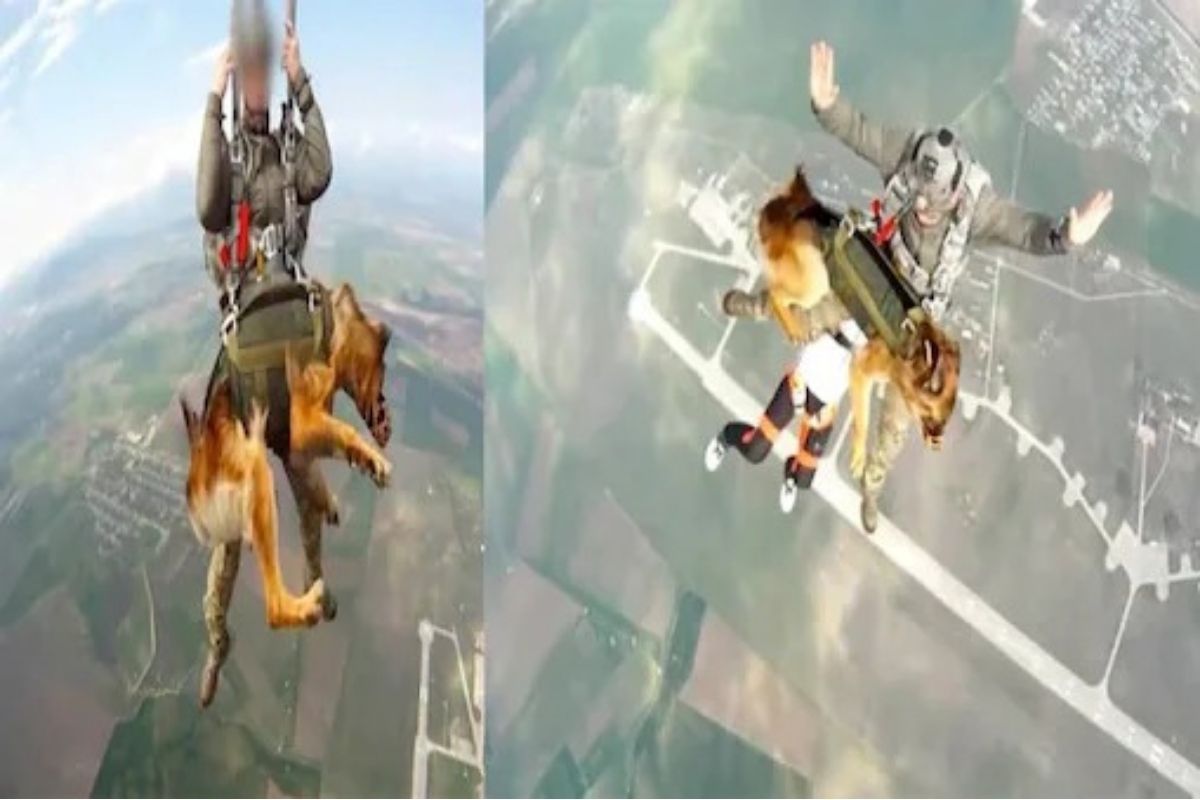 military working dogs skydiving