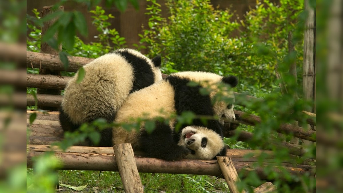 Adorable Wild Giant Pandas No Longer 'Endangered' in China