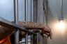 Covid Outbreak: 8 Inmates Released on Emergency Parole in Delhi Arrested Again