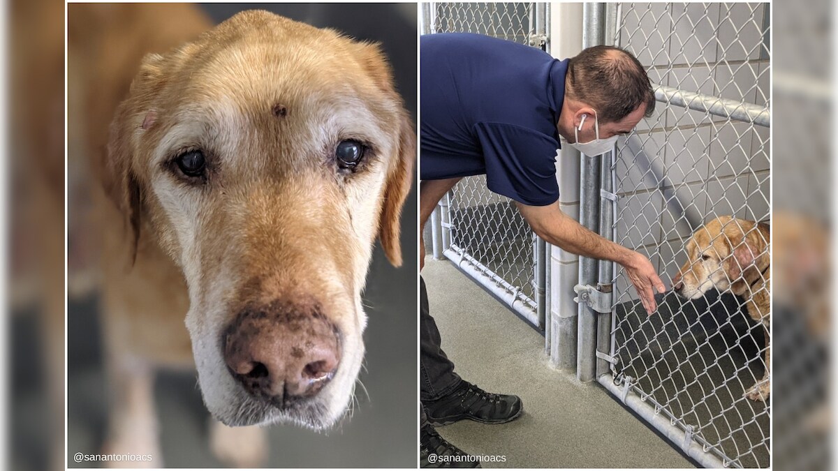 Man Reunites With Pet Dog after 10 Years and it's Super Wholesome