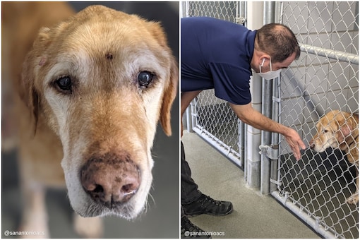 Man Reunites With Pet Dog after 10 Years and it's Super Wholesome Man Reunites With Pet Dog after 10 Years and it's Super Wholesome