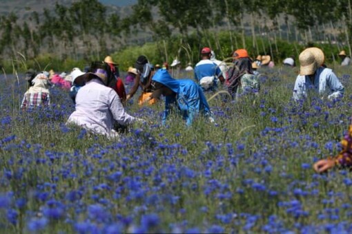 In Sheqeras, it is the season for cornflowers.