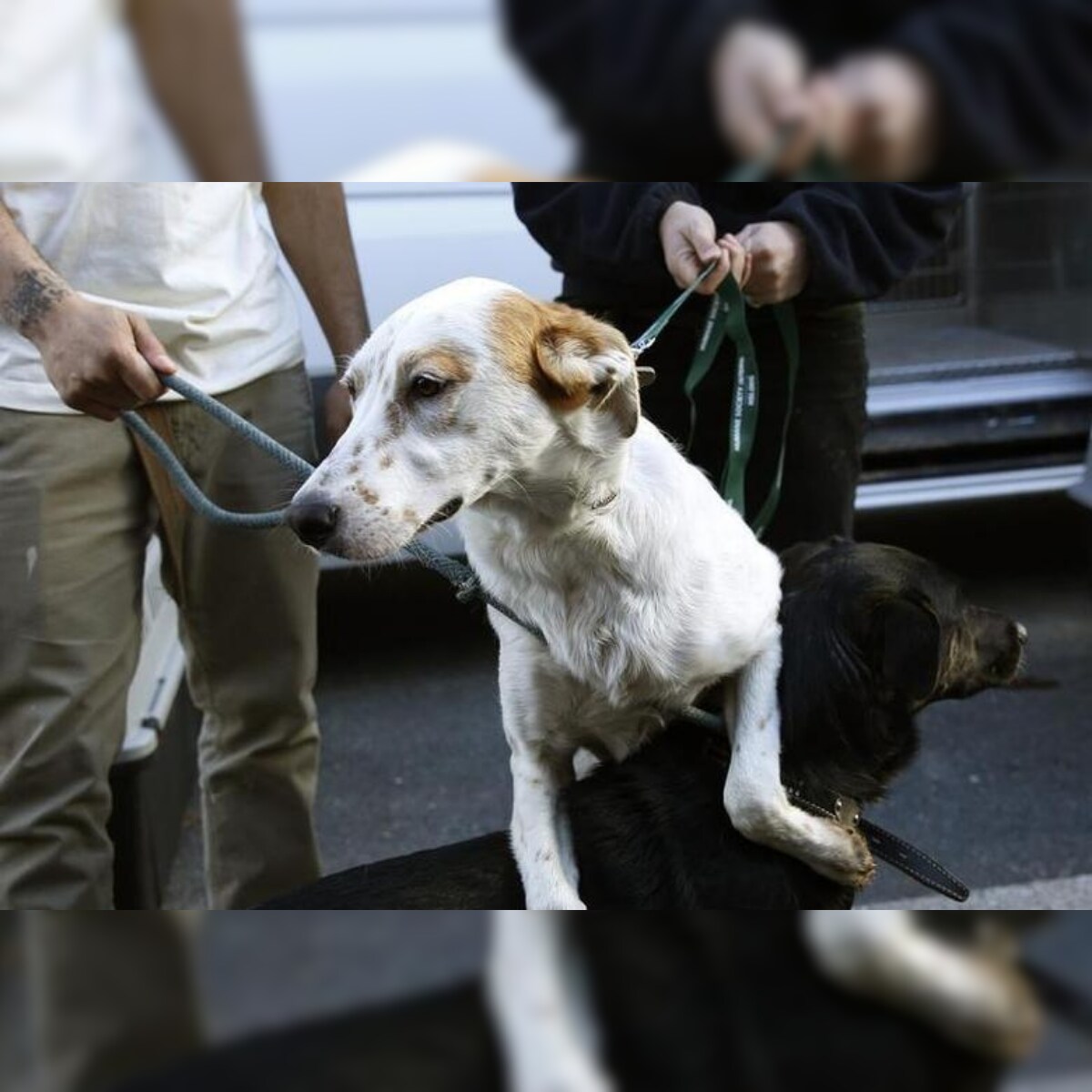 Kerala Hc Raps Local Bodies For Posters Seeking Restraint On Pets