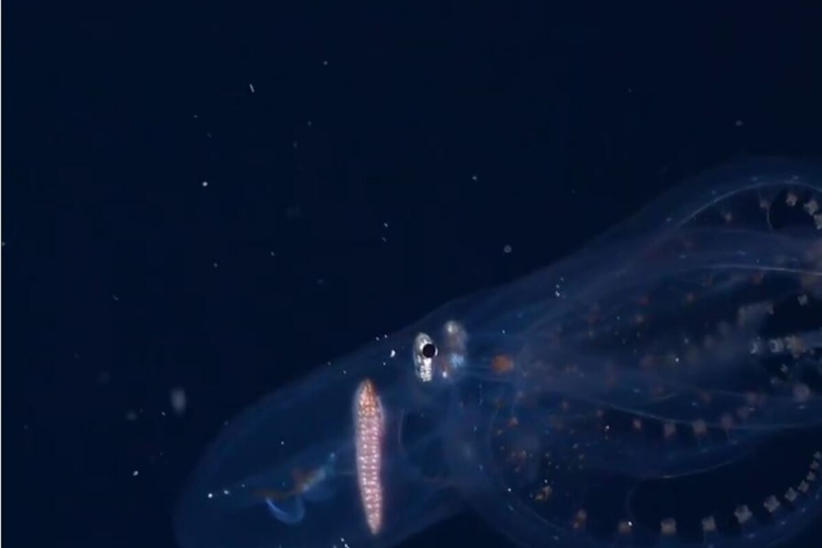 Transparent Octopus Captured in Rare Underwater Footage by Ocean Research Institute