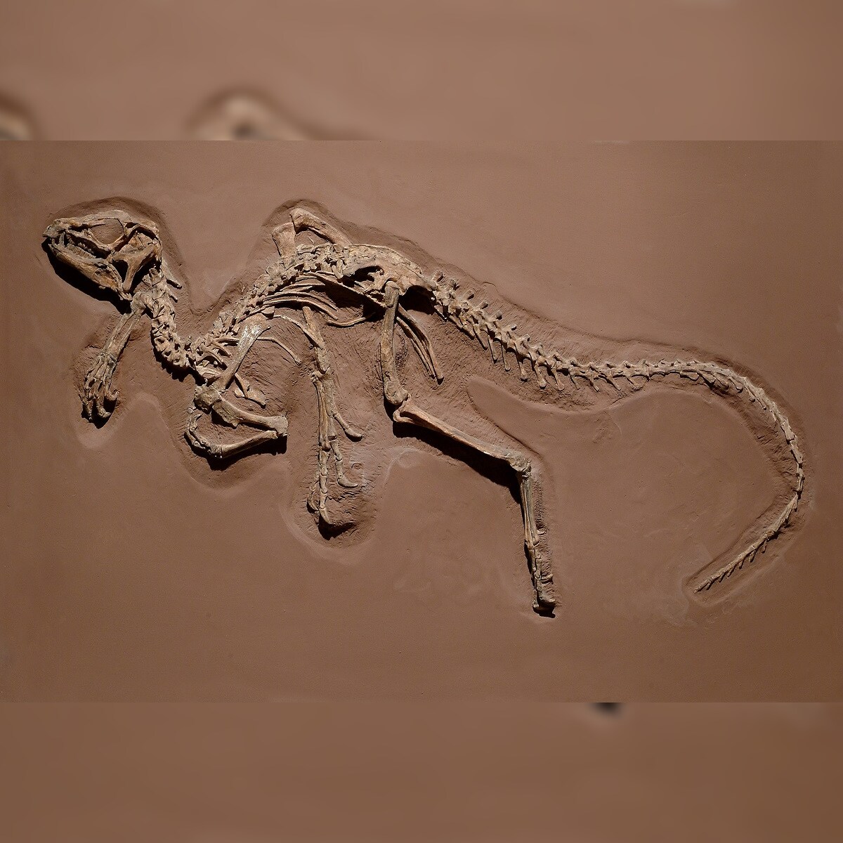 New Study of Dinosaur Fossil Sheds Light on Evolution of a Unique Breathing  Technique
