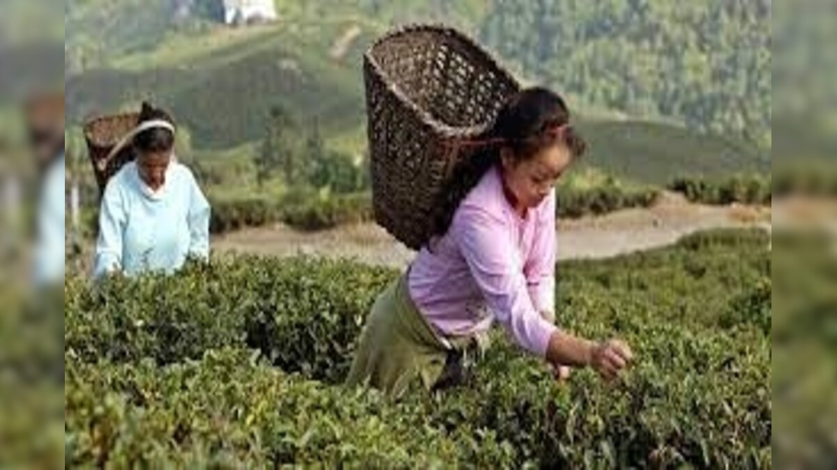 Rs 222 Cr Dues to Tea Garden Workers by Garden Management Assam Govt