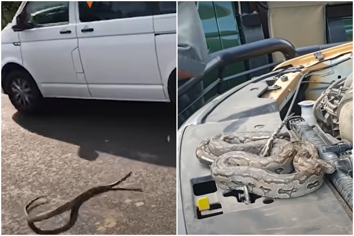 Python Crawls Under a Car Full of Tourists, Watch What Happened Next