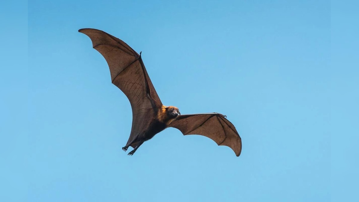 Scientists Peek into Brains of Bats to Understand Mammal's 'Internal GPS System'