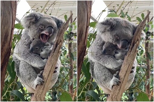 programma loyaliteit Onderhoudbaar Mother Koala Snuggles Her Baby in Adorable Clip, Melts Netizens' Hearts