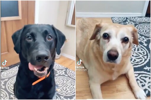 Both the pooches are listening to their owner carefully, the girl introduced herself to them as Taylor. (Credits: Twitter/ 
Buitengebieden)