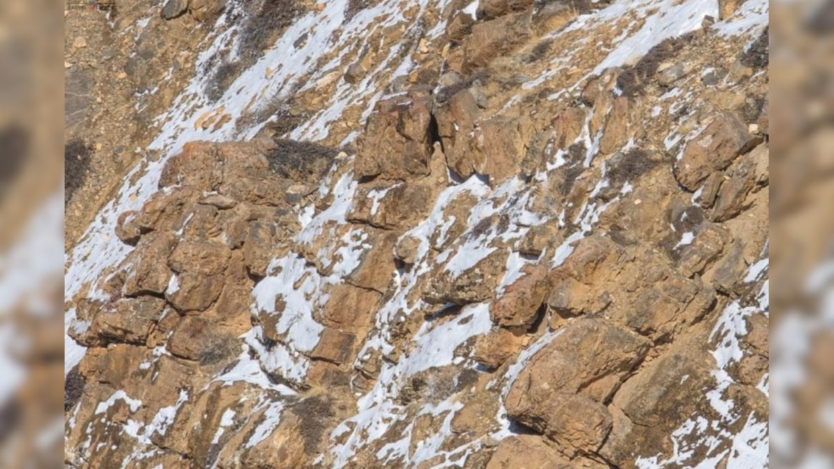 Can You Spot the Snow Leopard Camouflaging in this Viral Photo?