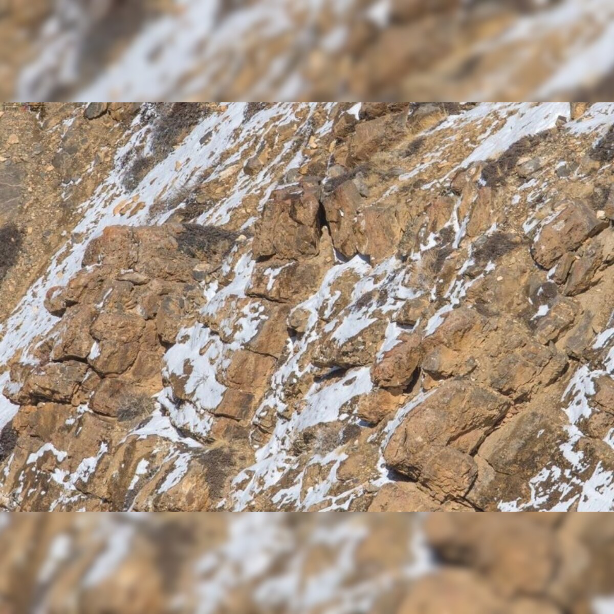 Can You Spot the Snow Leopard Camouflaging in this Viral Photo? Can You Spot the Snow Leopard Camouflaging in this Viral Photo?