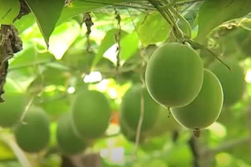 This innovative research might help solve the type-2 diabetes problem that may get more troublesome for the Indian population in the coming years. ( Credits: Youtube/ 
RealMonkFruit)
